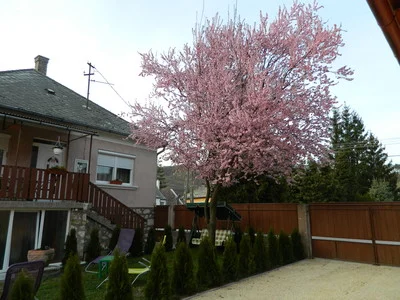 Bakonybél apartman kiadó