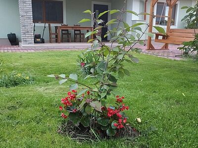 Gönyű apartman kiadó