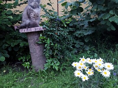 9071 Gönyű Kert utca 2/A apartman szállás