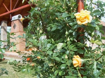 Kardoskút apartman kiadó