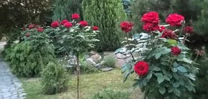 Makó apartman kiadó