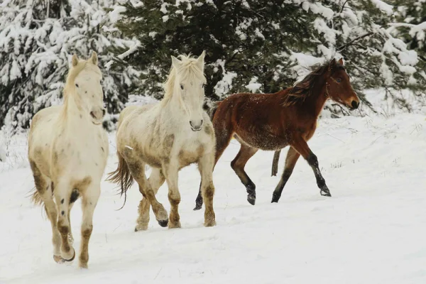 Orfalu apartman kiadó
