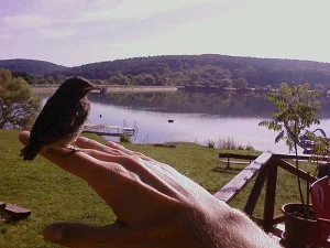 Orfű apartman kiadó